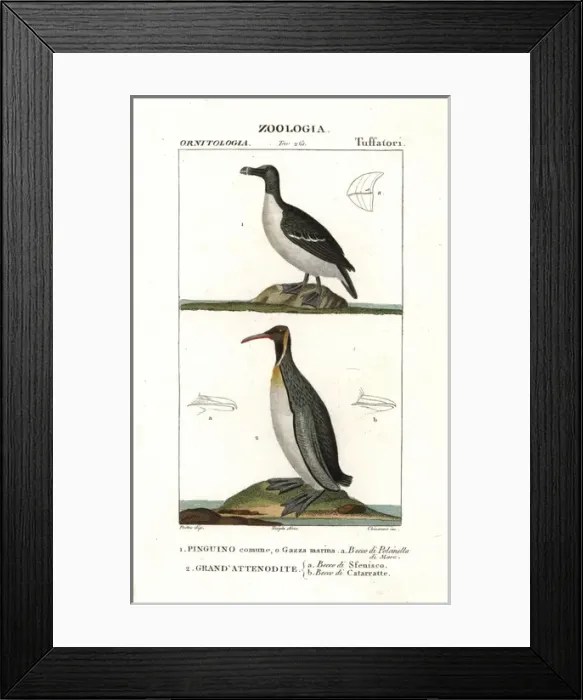 Framed Print : Razorbill, Alca torda, and emperor penguin Framed Print : Razorbill, Alca torda, and emperor penguin