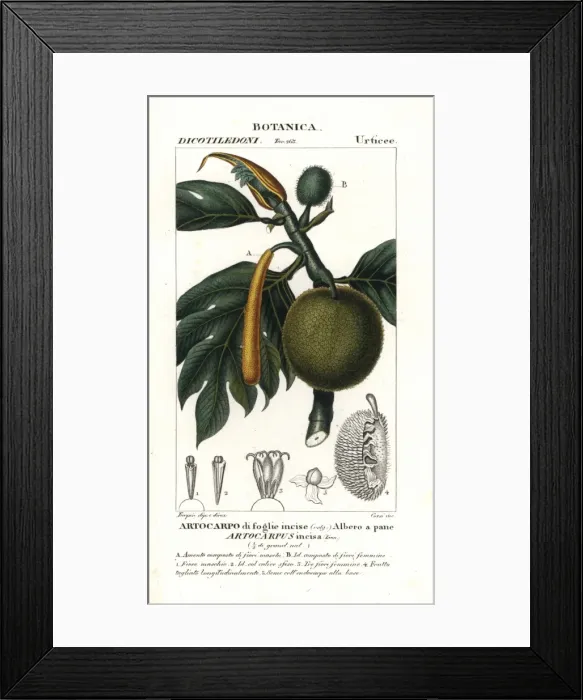 Framed Print : Breadfruit, Artocarpus altilis Framed Print : Breadfruit, Artocarpus altilis