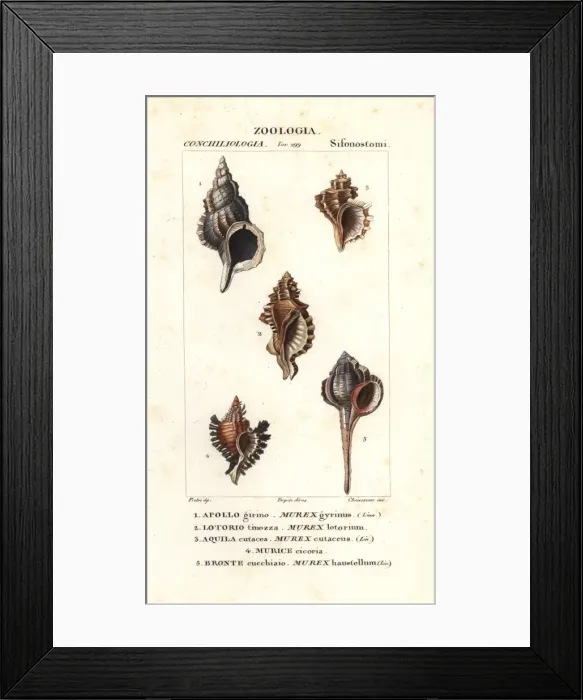 Framed Print : Murex gyrinus, Murex lotorium, Murex cutaceus Framed Print : Murex gyrinus, Murex lotorium, Murex cutaceus