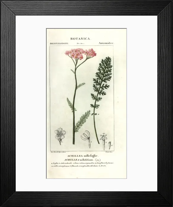 Framed Print : Yarrow, Achillea millefolium Framed Print : Yarrow, Achillea millefolium