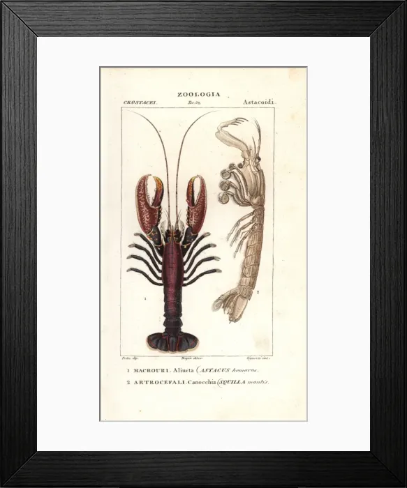 Framed Print : Spiny lobster, Panulirus homarus, and mantis Framed Print : Spiny lobster, Panulirus homarus, and mantis
