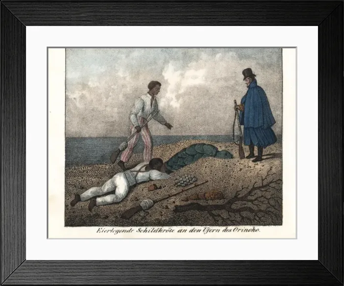 Framed Print : Natives collecting turtle eggs on the banks Framed Print : Natives collecting turtle eggs on the banks