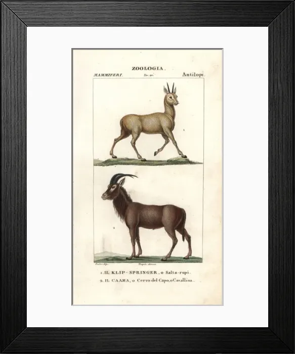 Framed Print : Klipspringer, Oreotragus oreotragus, and roan Framed Print : Klipspringer, Oreotragus oreotragus, and roan