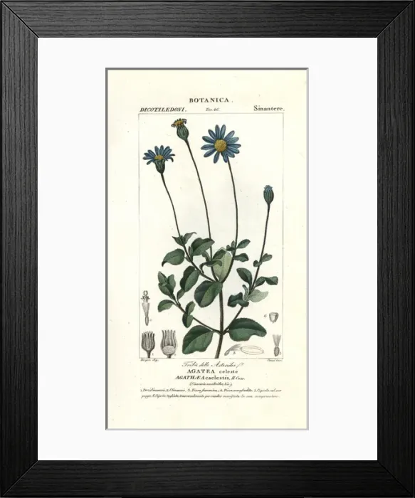Framed Print : Blue daisy, Felicia amelloides Framed Print : Blue daisy, Felicia amelloides