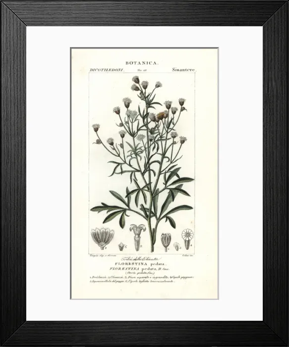 Framed Print : Florestina pedata Framed Print : Florestina pedata