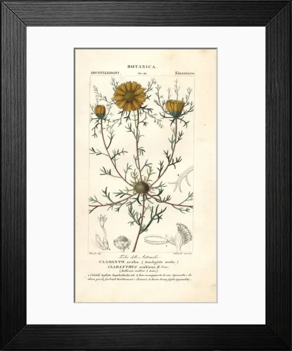 Framed Print : Palm Springs daisy, Cladanthus arabicus Framed Print : Palm Springs daisy, Cladanthus arabicus