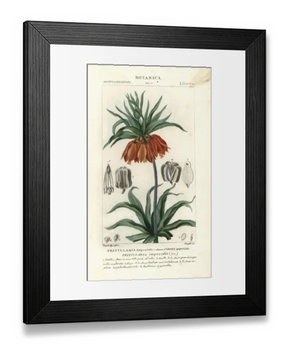 Framed Print : Crown imperial, Fritillaria imperialis Framed Print : Crown imperial, Fritillaria imperialis