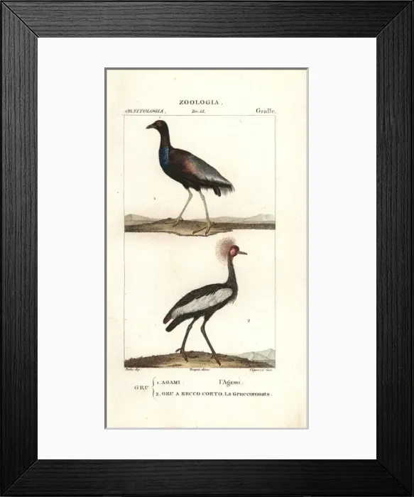 Framed Print : Grey-winged trumpeter, Psophia crepitans Framed Print : Grey-winged trumpeter, Psophia crepitans