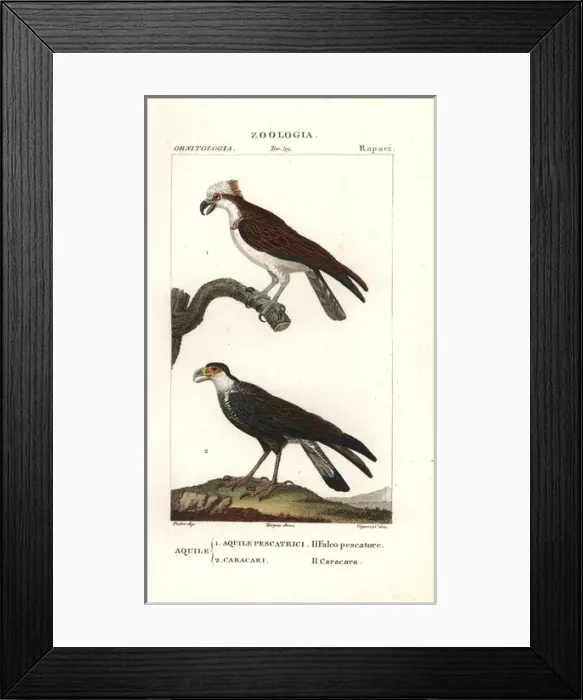 Framed Print : Osprey, Pandion haliaetus, and caracara, Caracara plancus Framed Print : Osprey, Pandion haliaetus, and caracara, Caracara plancus