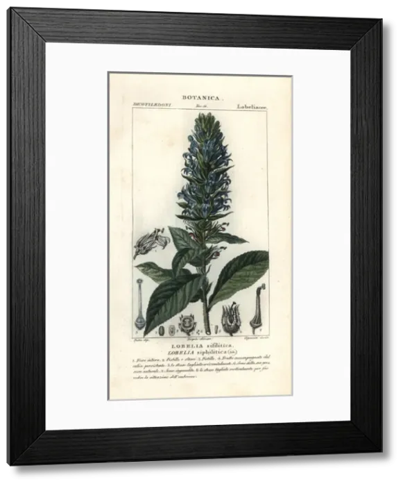 Framed Print : Great blue lobelia, Lobelia siphilitica Framed Print : Great blue lobelia, Lobelia siphilitica