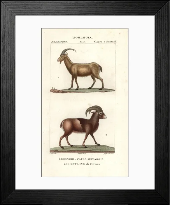Framed Print : Wild goat, Capra aegagrus, and mouflon of Corsica Framed Print : Wild goat, Capra aegagrus, and mouflon of Corsica
