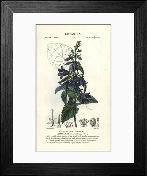 Framed Print : Nettle-leaved bellflower, Campanula trachelium Framed Print : Nettle-leaved bellflower, Campanula trachelium