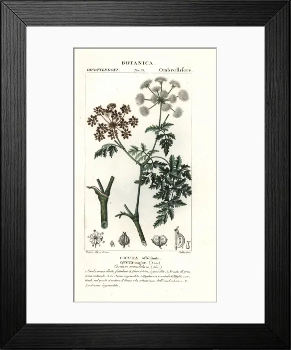 Framed Print : Hemlock, Conium maculatum Framed Print : Hemlock, Conium maculatum