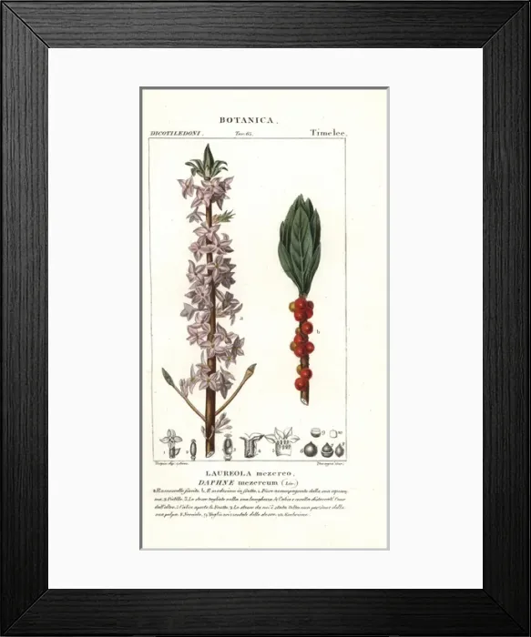 Framed Print : Mezereon, Daphne mezereum Framed Print : Mezereon, Daphne mezereum