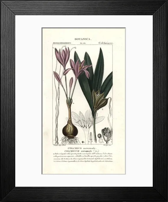 Framed Print : Meadow saffron, Colchicum autumnale Framed Print : Meadow saffron, Colchicum autumnale