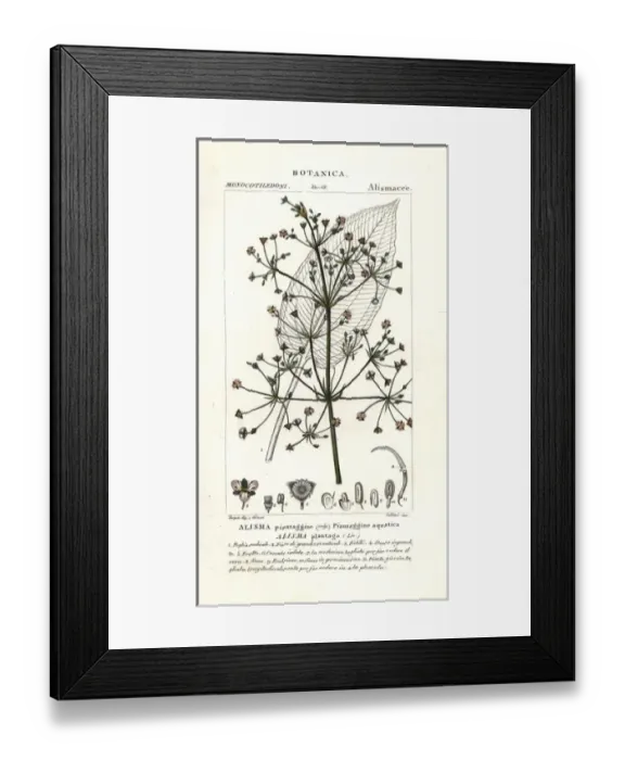 Framed Print : Common water-plantain, Alisma plantago-aquatica Framed Print : Common water-plantain, Alisma plantago-aquatica