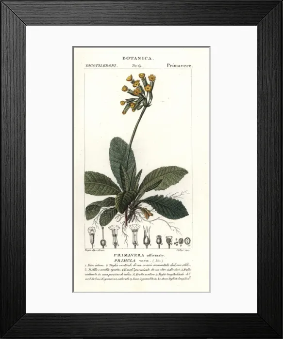 Framed Print : Cowslip, Primula veris Framed Print : Cowslip, Primula veris