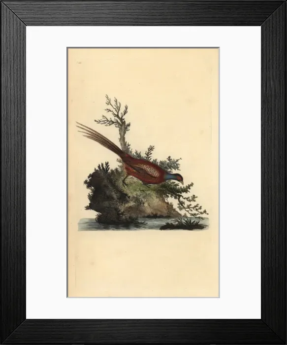 Framed Print : Common pheasant, Phasianus colchicus Framed Print : Common pheasant, Phasianus colchicus