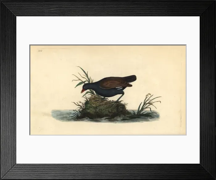 Framed Print : Common moorhen, Gallinula chloropus Framed Print : Common moorhen, Gallinula chloropus