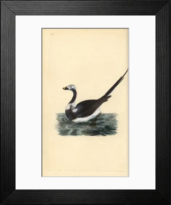 Framed Print : Long-tailed duck, Clangula hyemalis Vulnerable Framed Print : Long-tailed duck, Clangula hyemalis Vulnerable
