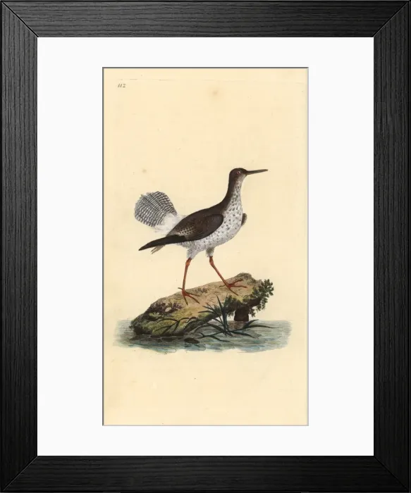 Framed Print : Red shank, Tringa totanus Framed Print : Red shank, Tringa totanus