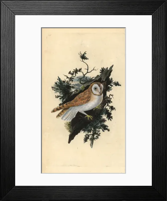 Framed Print : Barn owl, Tyto alba Framed Print : Barn owl, Tyto alba