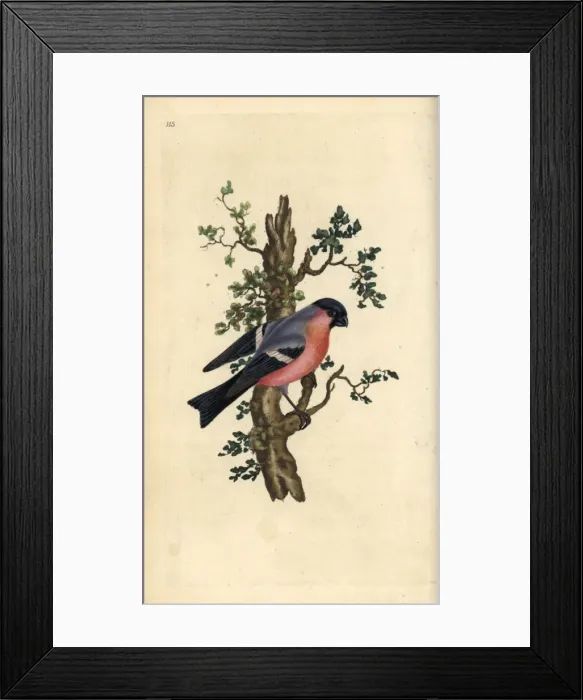 Framed Print : Bullfinch, Pyrrhula pyrrhula Framed Print : Bullfinch, Pyrrhula pyrrhula