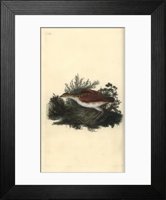 Framed Print : Black-headed gull, Chroicocephalus ridibundus Framed Print : Black-headed gull, Chroicocephalus ridibundus