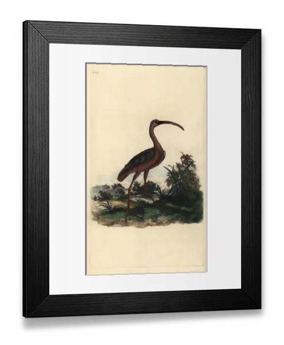 Framed Print : Glossy ibis, Plegadis falcinellus Framed Print : Glossy ibis, Plegadis falcinellus