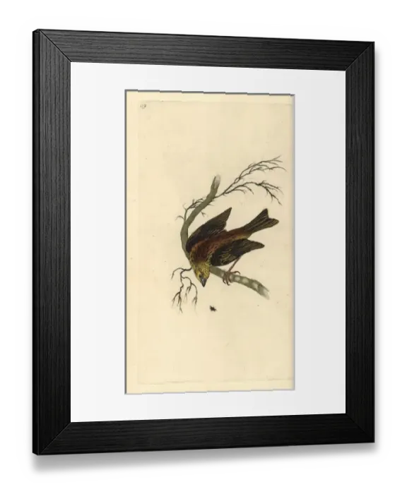 Framed Print : Yellowhammer, Emberiza citrinella Framed Print : Yellowhammer, Emberiza citrinella