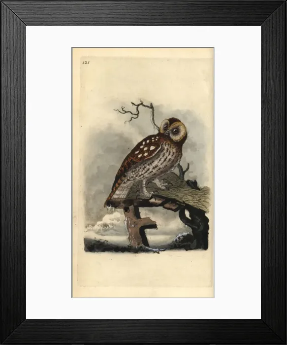 Framed Print : Tawny owl, Strix aluco Framed Print : Tawny owl, Strix aluco