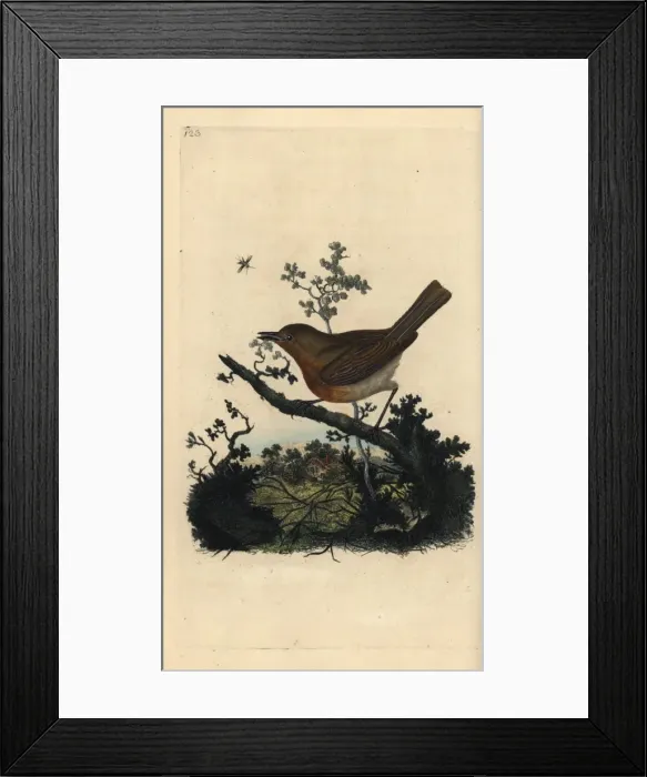 Framed Print : Robin redbreast, Erithacus rubecula Framed Print : Robin redbreast, Erithacus rubecula