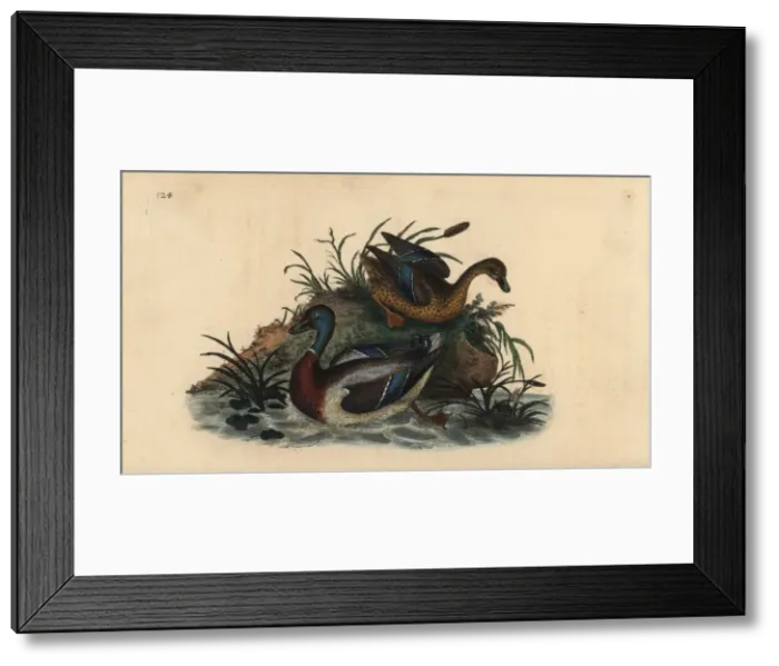 Framed Print : Mallard ducks, Anas platyrhynchos, male and female pair Framed Print : Mallard ducks, Anas platyrhynchos, male and female pair