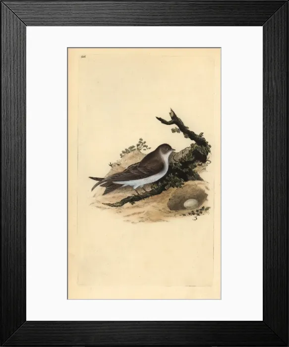 Framed Print : Sand martin, Riparia riparia, with nest and egg Framed Print : Sand martin, Riparia riparia, with nest and egg