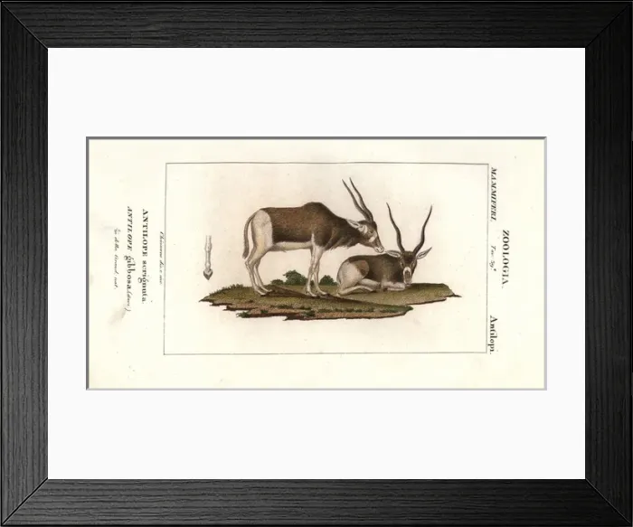 Framed Print : Screwhorn antelope, Addax nasomaculatus Critically Framed Print : Screwhorn antelope, Addax nasomaculatus Critically