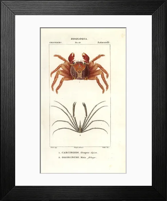 Framed Print : Red rock crab, Grapsus grapsus, and spider Framed Print : Red rock crab, Grapsus grapsus, and spider