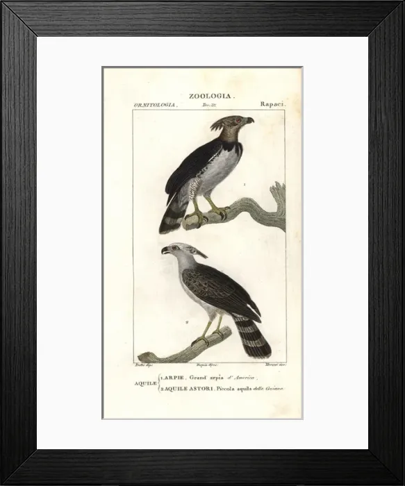 Framed Print : Harpy eagle, Harpia harpyja (near threatened) Framed Print : Harpy eagle, Harpia harpyja (near threatened)