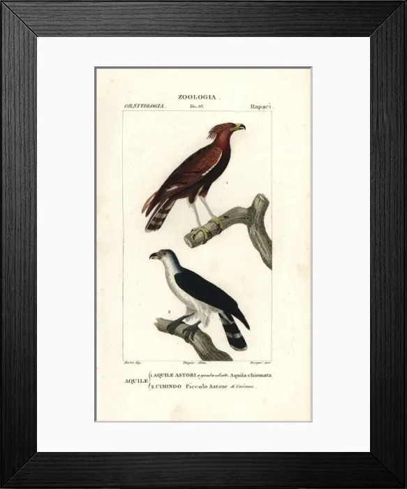 Framed Print : Long-crested eagle, Lophaetus occipitalis Framed Print : Long-crested eagle, Lophaetus occipitalis