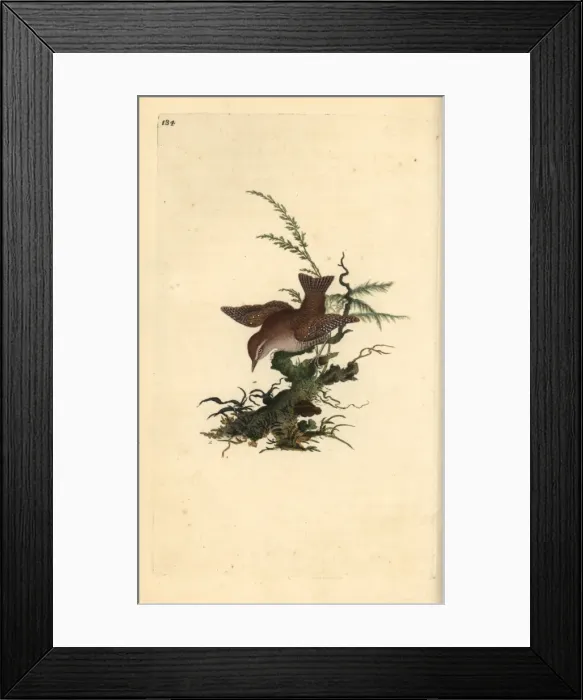 Framed Print : Eurasian wren, Troglodytes troglodytes Framed Print : Eurasian wren, Troglodytes troglodytes