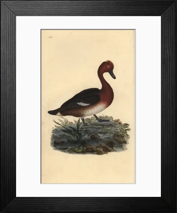 Framed Print : Ferruginous duck, Aythya nyroca Framed Print : Ferruginous duck, Aythya nyroca