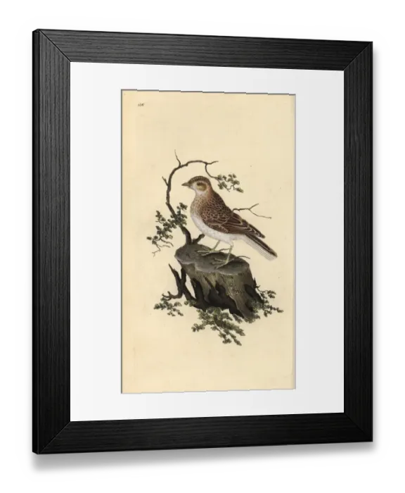 Framed Print : Woodlark, Lullula arborea Framed Print : Woodlark, Lullula arborea