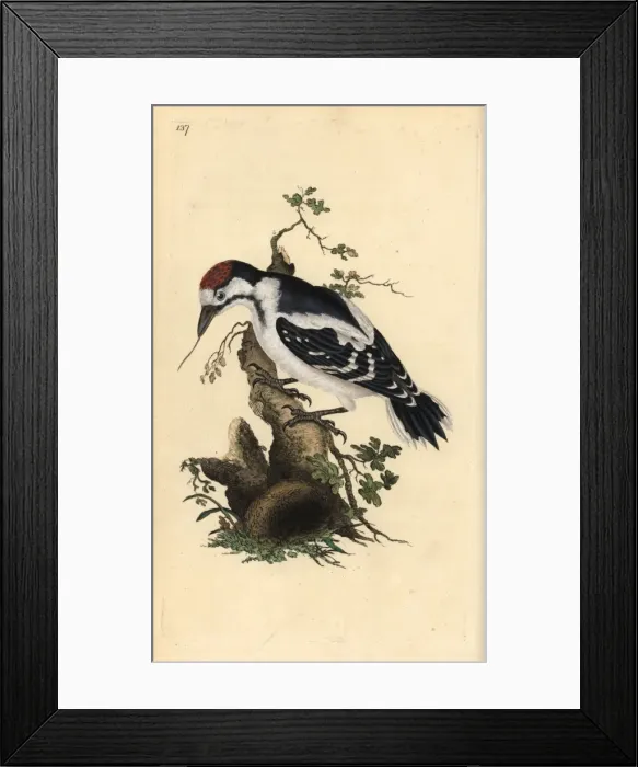 Framed Print : Middle spotted woodpecker, Dendrocopos medius Framed Print : Middle spotted woodpecker, Dendrocopos medius