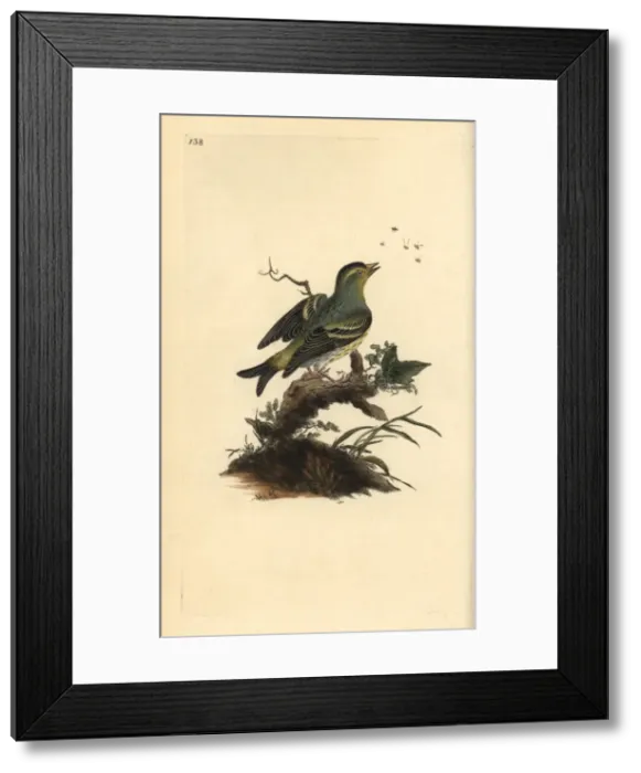 Framed Print : Northern wheatear, Oenanthe oenanthe Framed Print : Northern wheatear, Oenanthe oenanthe