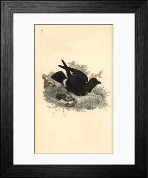 Framed Print : Storm petrel, Hydrobates pelagicus Framed Print : Storm petrel, Hydrobates pelagicus