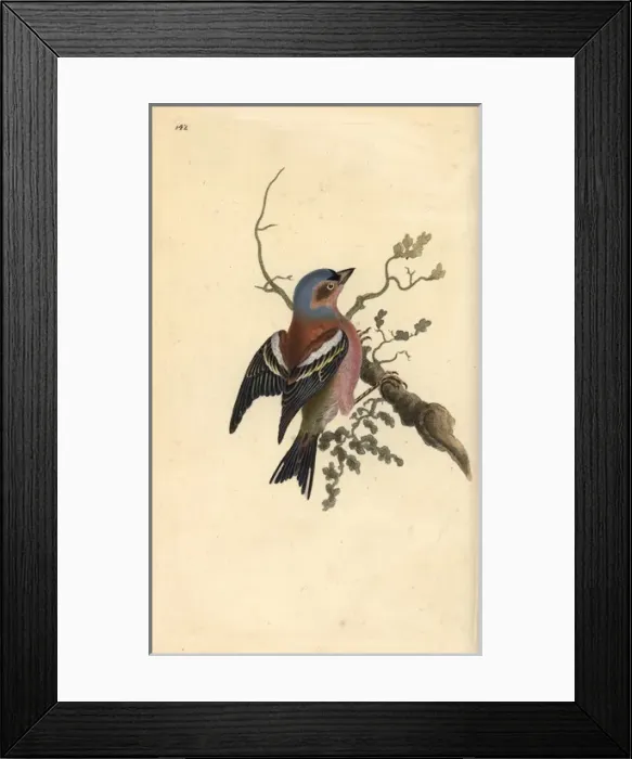 Framed Print : Common chaffinch, Fringilla coelebs Framed Print : Common chaffinch, Fringilla coelebs
