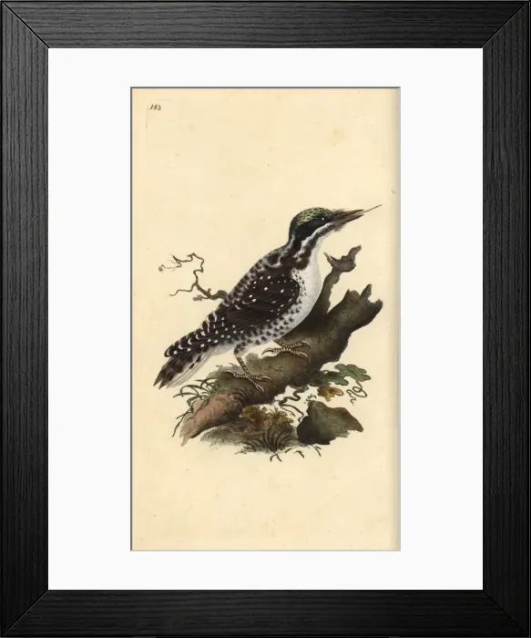 Framed Print : Northern three-toed woodpecker, Picoides tridactylus Framed Print : Northern three-toed woodpecker, Picoides tridactylus