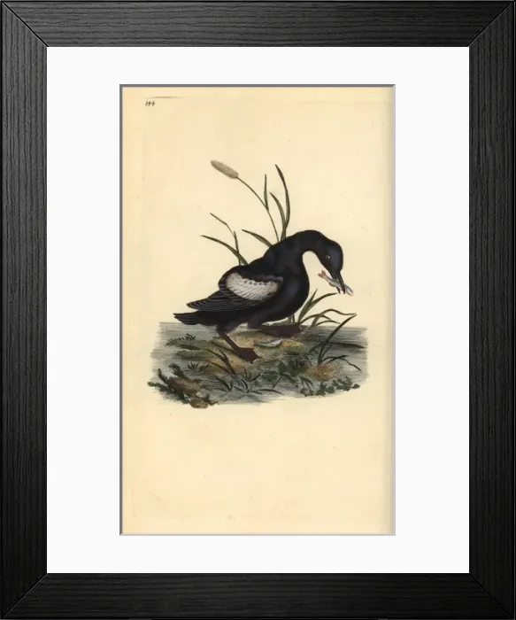 Framed Print : Black guillemot or tystie, Cepphus grylle Framed Print : Black guillemot or tystie, Cepphus grylle