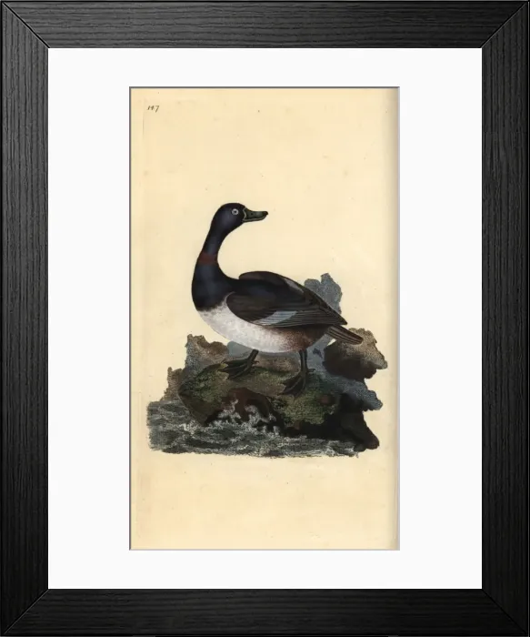 Framed Print : Ring-necked duck, Aythya collaris Framed Print : Ring-necked duck, Aythya collaris