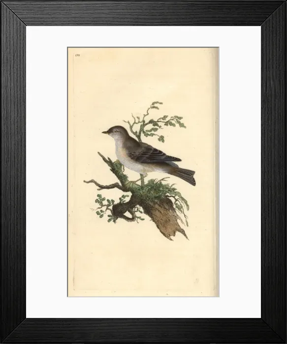 Framed Print : Orphean warbler, Sylvia hortensis, or greater pettychaps Framed Print : Orphean warbler, Sylvia hortensis, or greater pettychaps