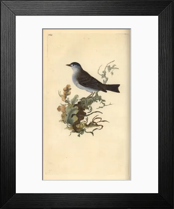 Framed Print : Blackcap, Sylvia atricapilla Framed Print : Blackcap, Sylvia atricapilla